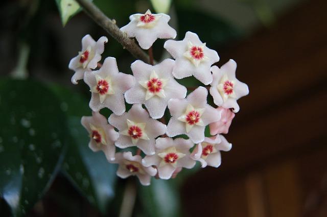 Hoya Carnosa