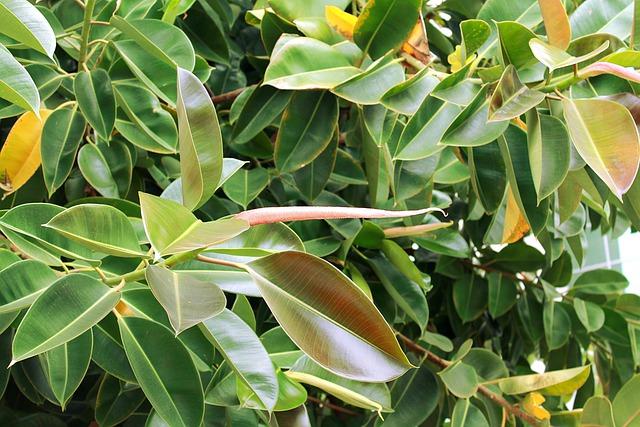 Ficus Elastica