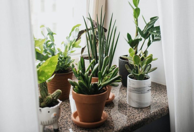 Pros And Cons Of Waxy Leaf Houseplants : The Ultimate Guide