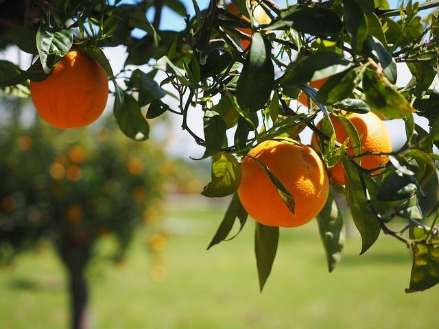 Citrus Plants