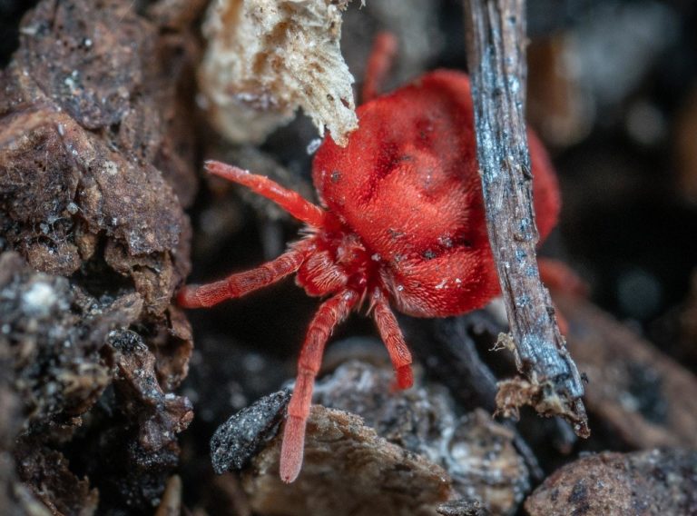 Clover Mites