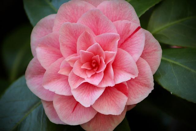 camellia