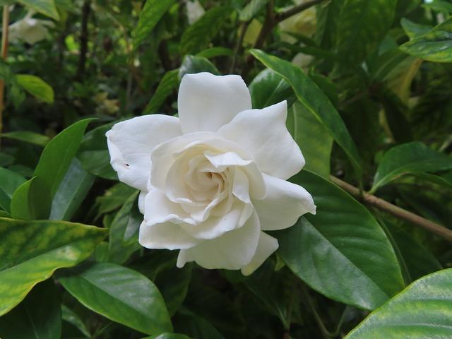 gardenia