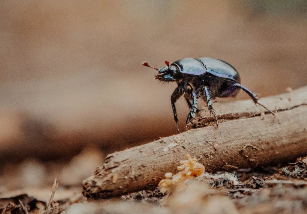 how-to-identify-and-get-rid-of-tiny-bugs-in-houseplant-soil