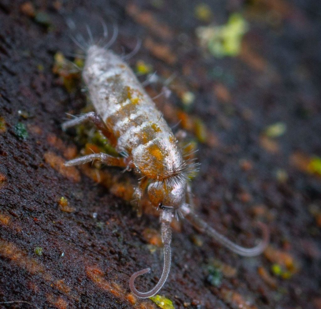 how-to-identify-and-get-rid-of-tiny-bugs-in-houseplant-soil