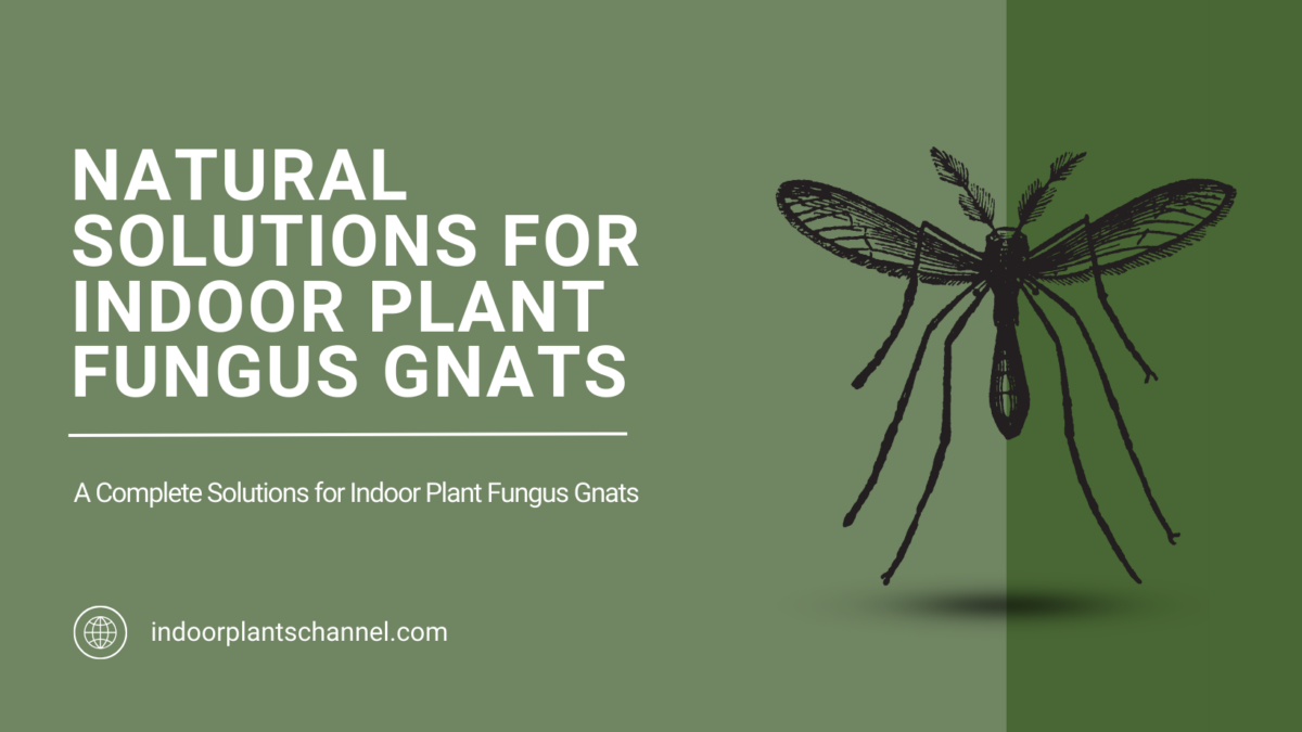 Natural Ways to Get Rid of Fungus Gnats in Indoor Plants