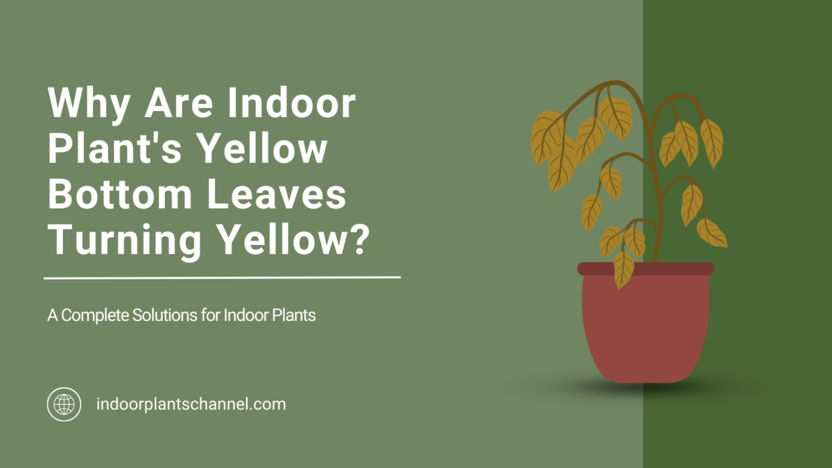 Why Your Indoor Plant’s Bottom Leaves Are Dying?