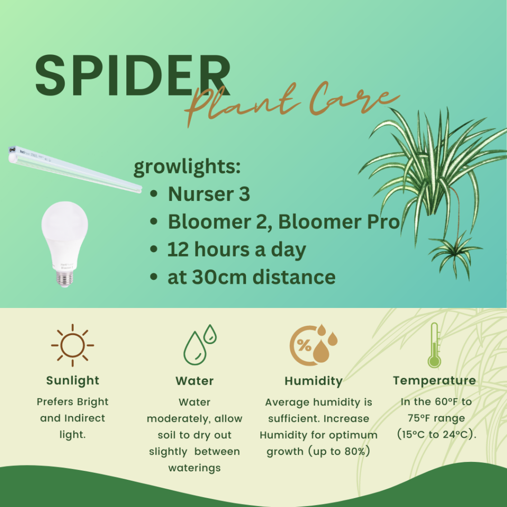 Ultimate Spider Plant Care Guide: Expert Tips and Benefits  