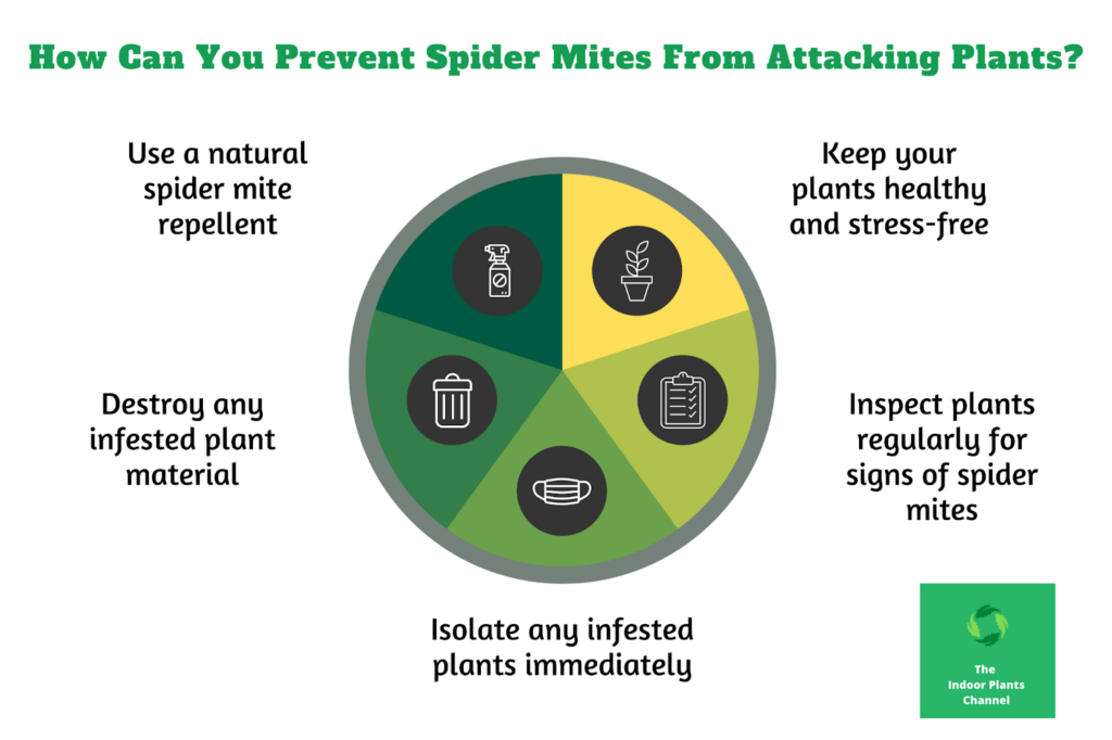 Where Do Spider Mites Come From On Indoor Plants