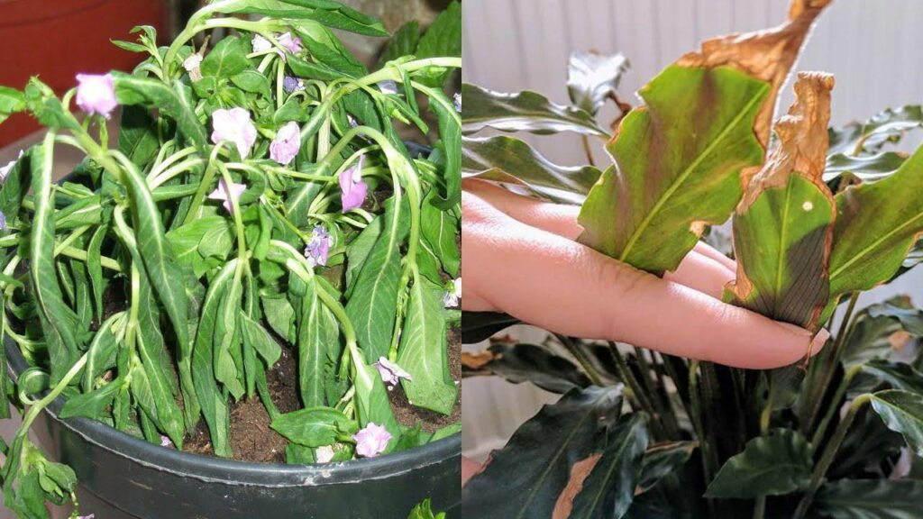 How to Save an Overwatered Indoor Plant