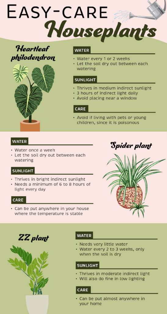 3 easy-care houseplants to boost your mood - CampusWell