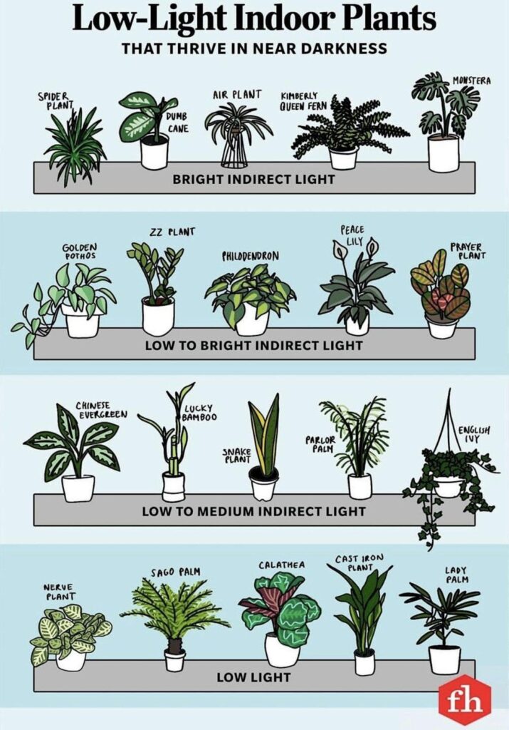 Light requirement guide for common houseplants