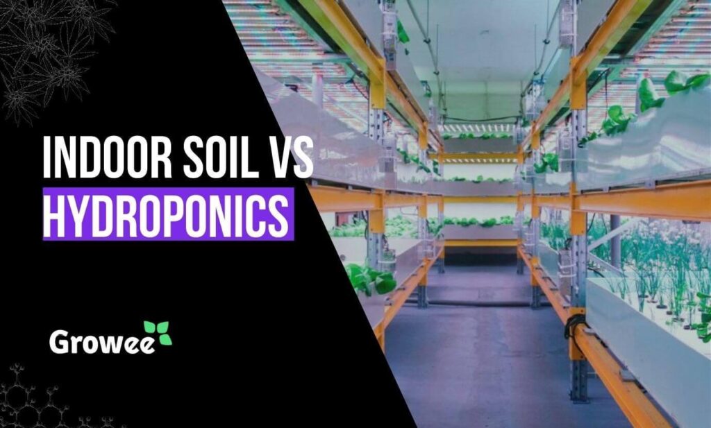 Soil vs. Hydroponics – What You Should Know