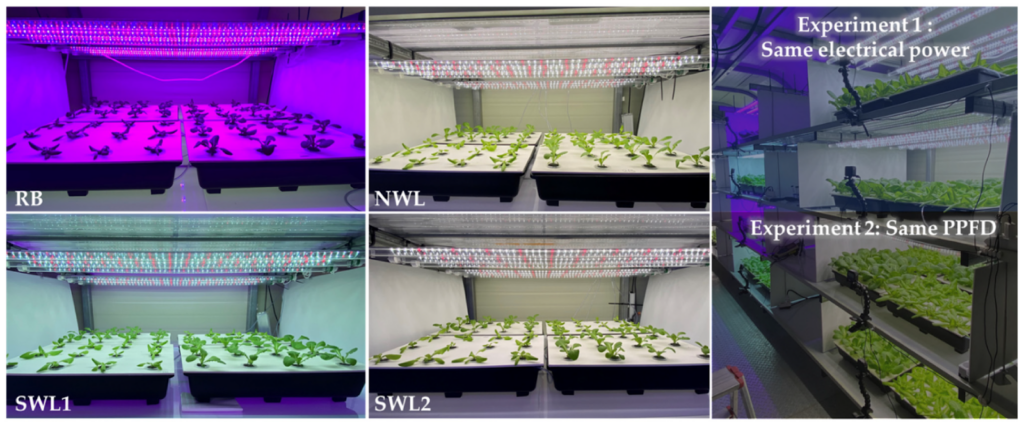 Effects of White LED Lighting with Specific Shorter Blue and/or ...