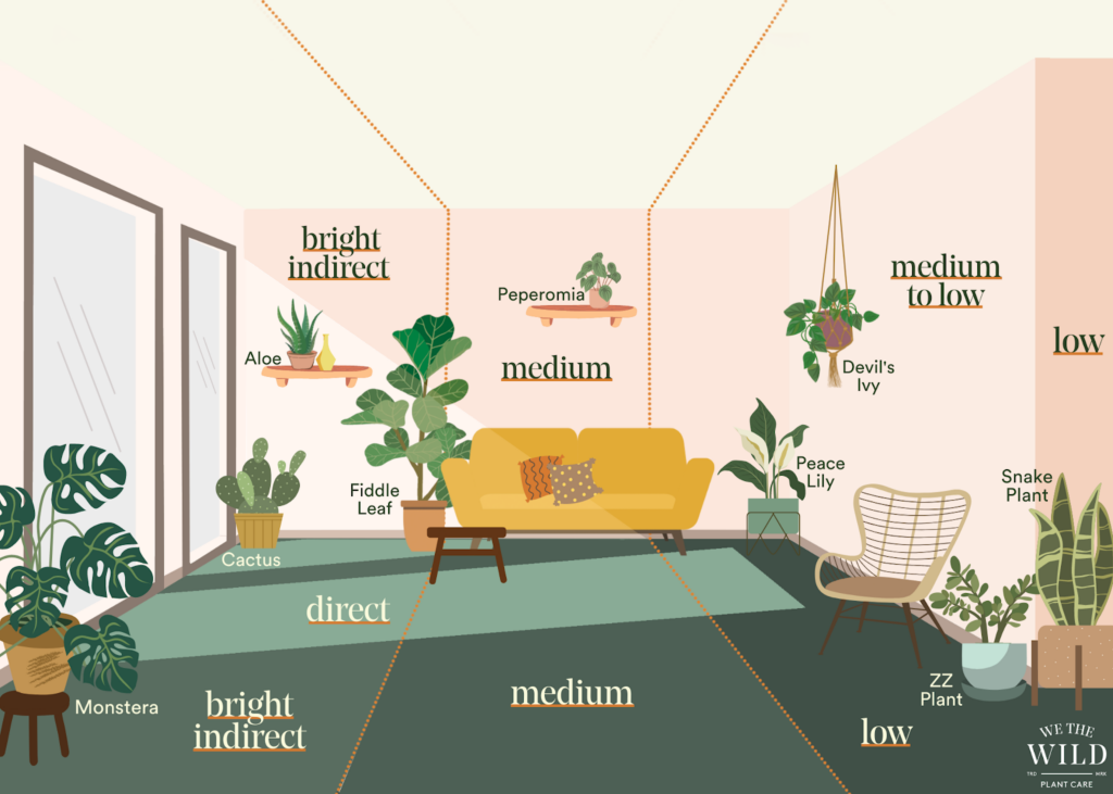 What is the best light for houseplants? A visual guide. – We The Wild