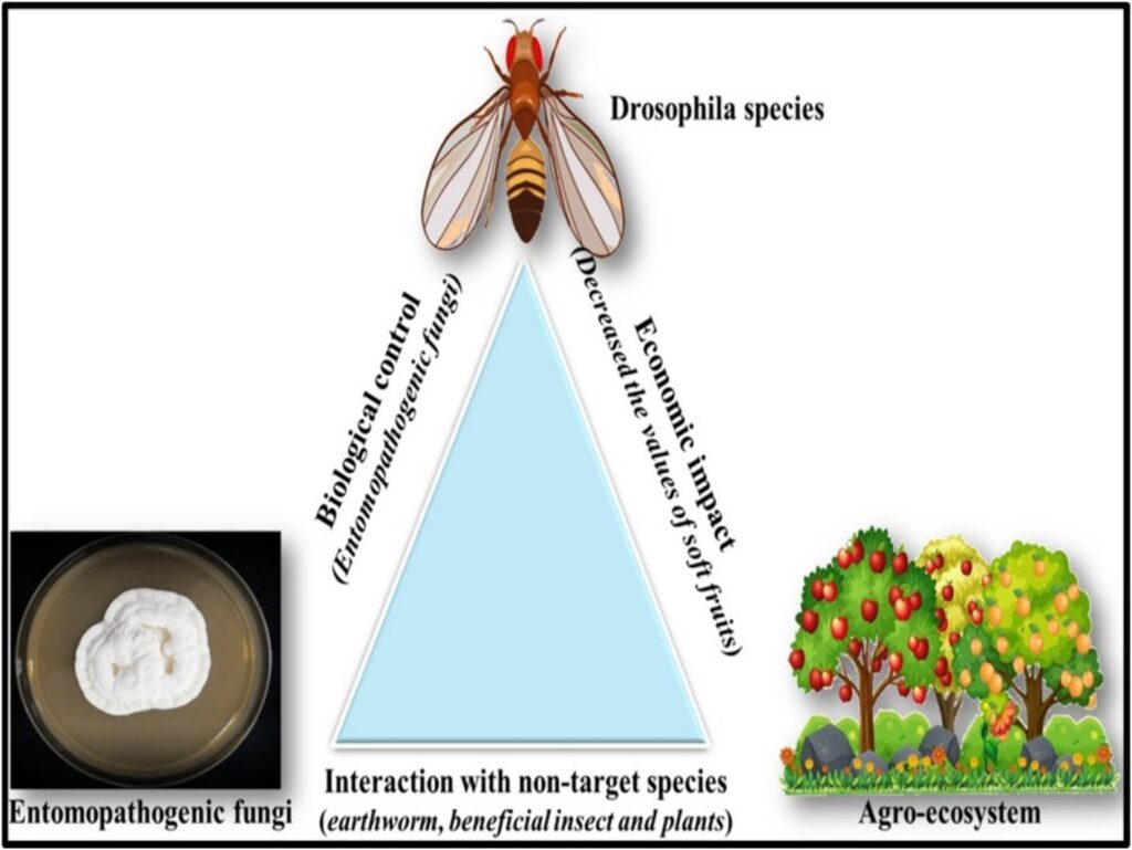 Frontiers | Classification, biology and entomopathogenic fungi