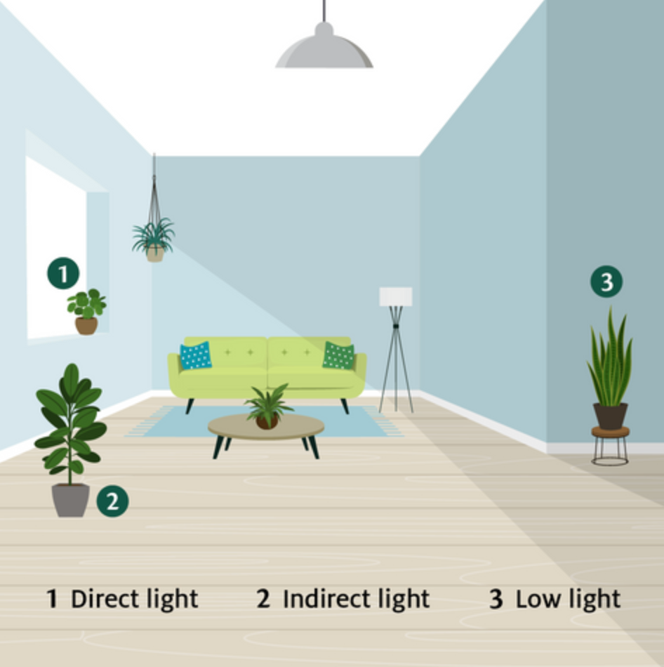 House Plant Care 101: Light – FastGrowingTrees.com