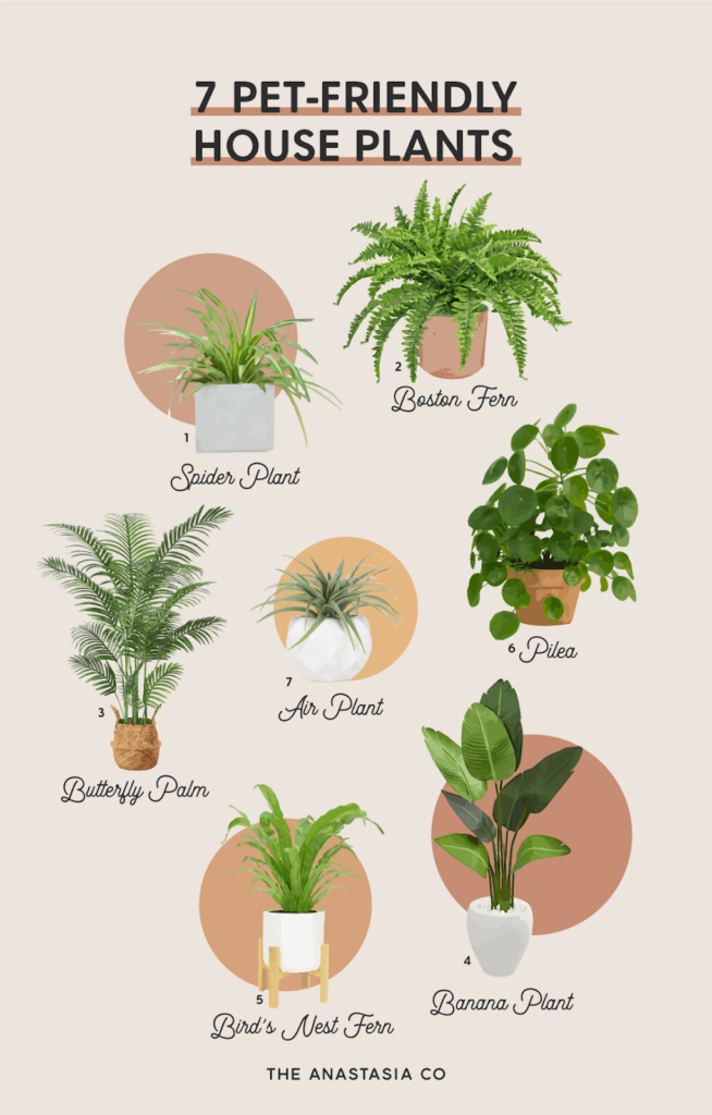 7 Pet-Friendly House Plants