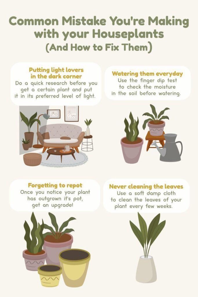 Common Mistakes You're Making with your Houseplants & How to Fix