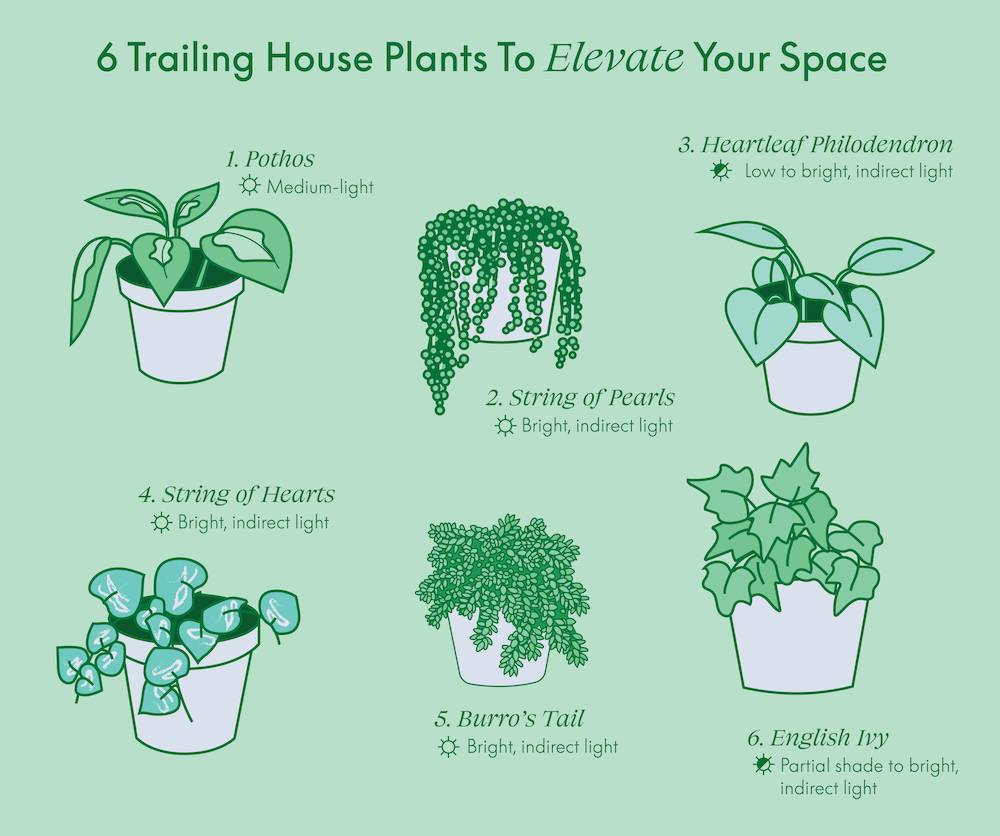 6 Trailing House Plants To Elevate Your Space – Safely