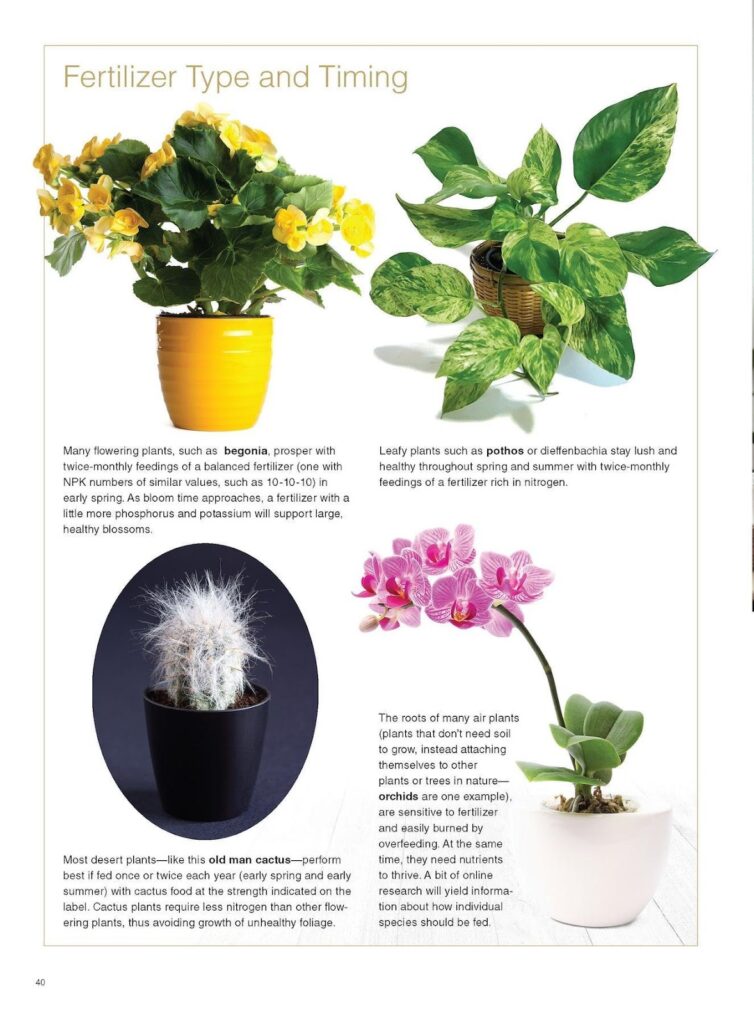 Houseplants - Easy To Care For Varieties: Gardening Guide, Plant Care, Fertilizer, Tools, Pots, Advice On Succulents, Fig Trees, Monstera Plant, ...