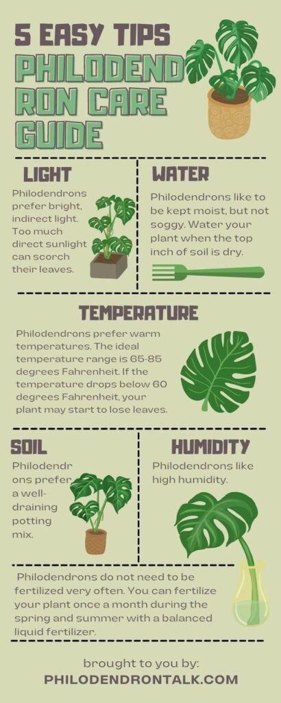 Philodendron Indoor Plant Care Guide