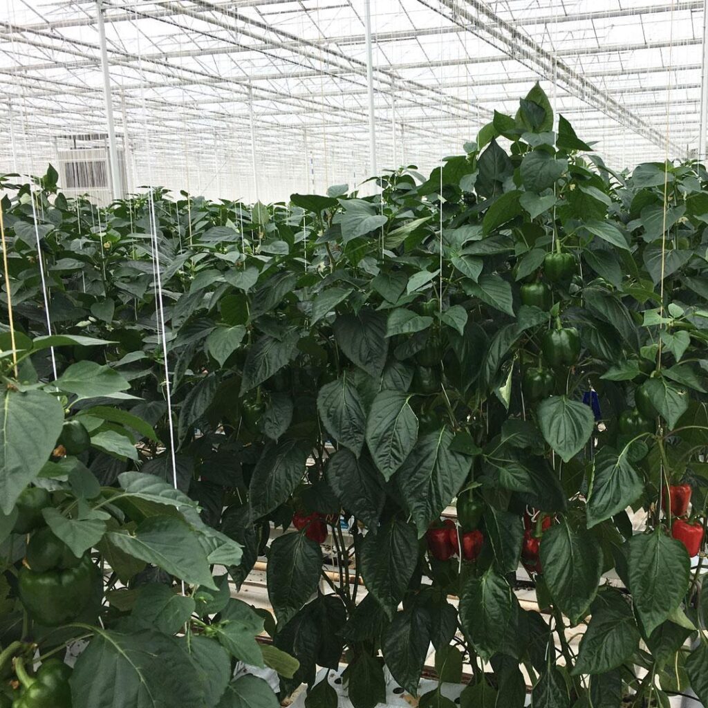 What are the Ideal Conditions for Pepper Cultivation? Pepper ...