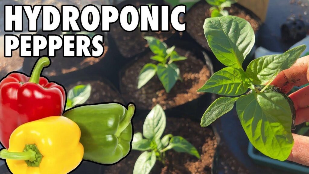 How To Grow Hydroponic Peppers: Low Maintenance Wicking Bag System