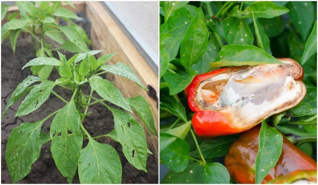 25 Common Pepper Plant Problems & How To Prevent Them