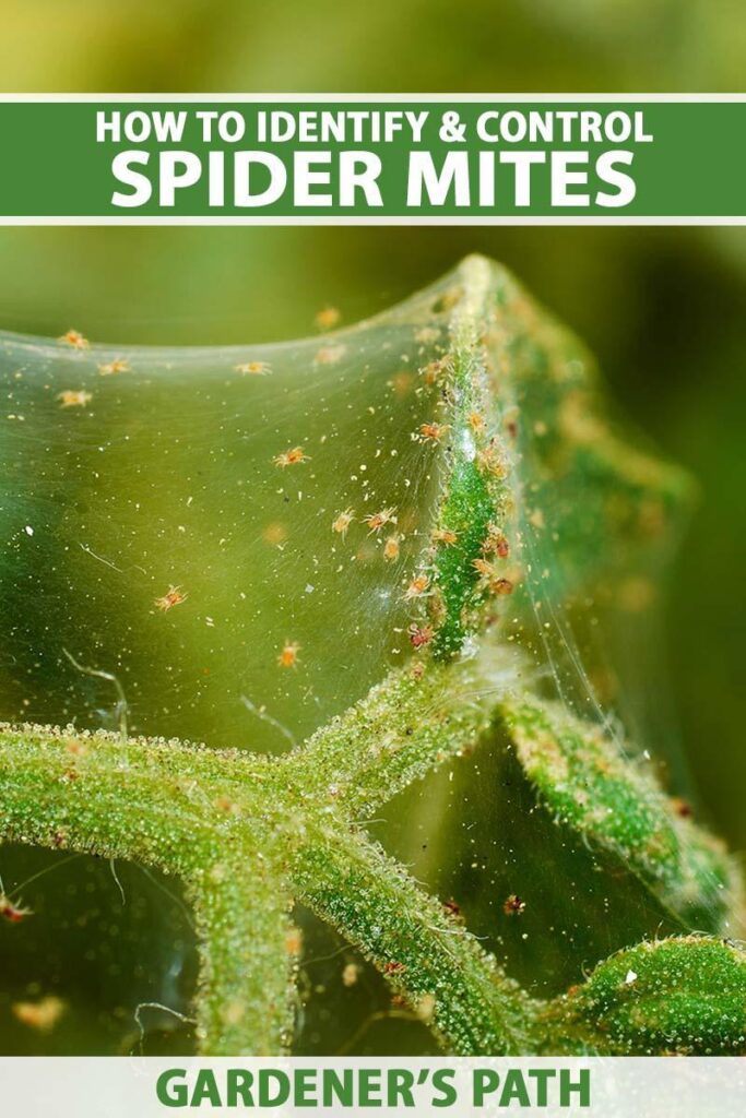 How to Detect and Control Spider Mites | Gardener's Path