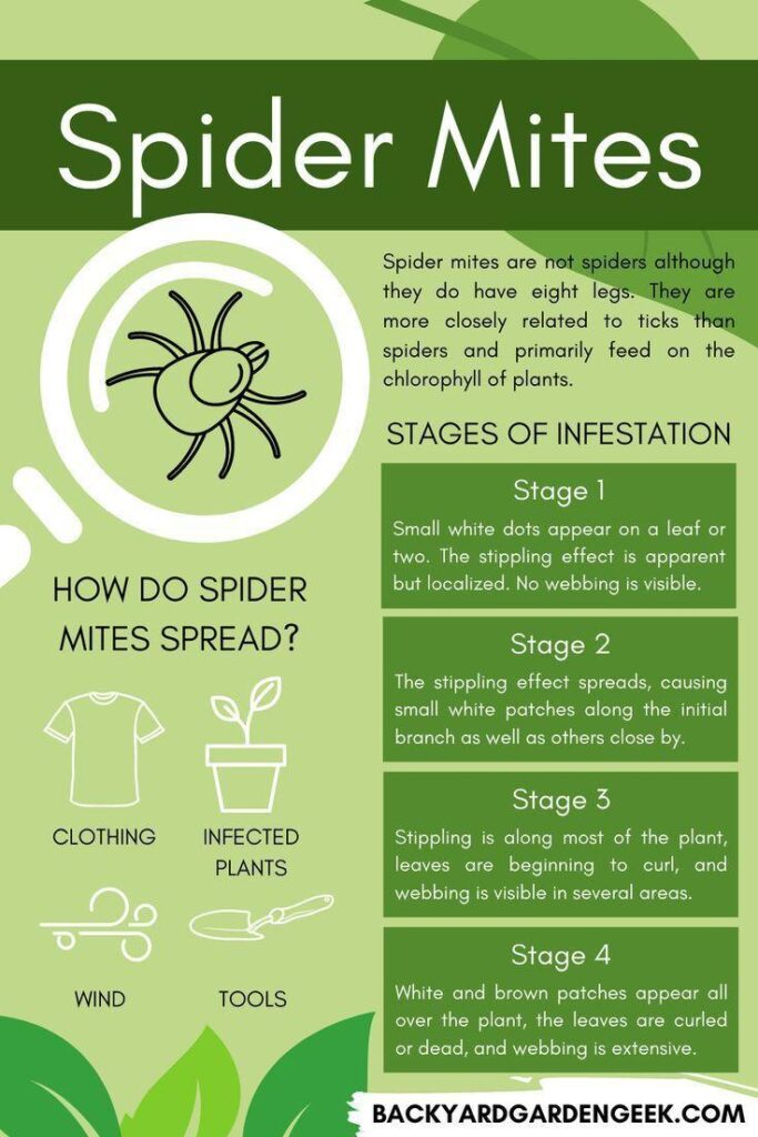 Spider Mites are Garden Pests that Can Cause a Troubling ...