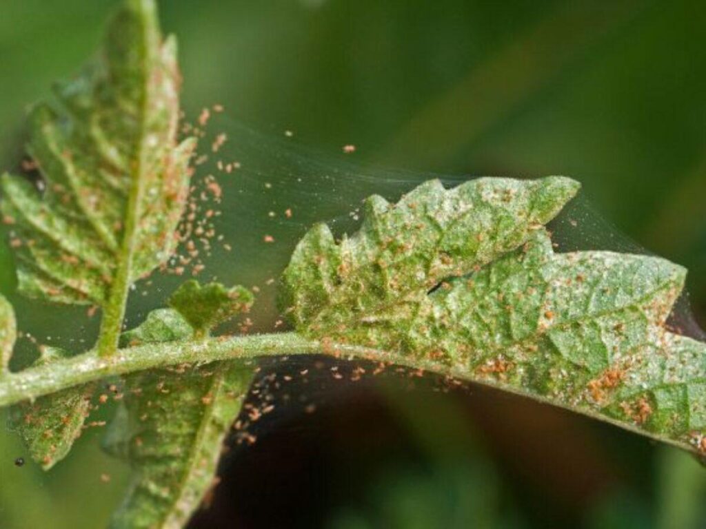 Are Your Plants Suffering From Spider Mites Infestation? | Organic ...