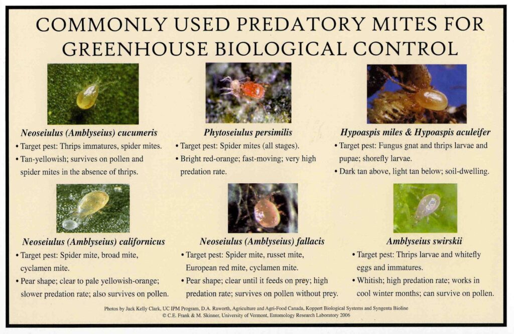 UVM IPM Greenhouse Pests, Biological Controls & Plant Mediated IPM ...