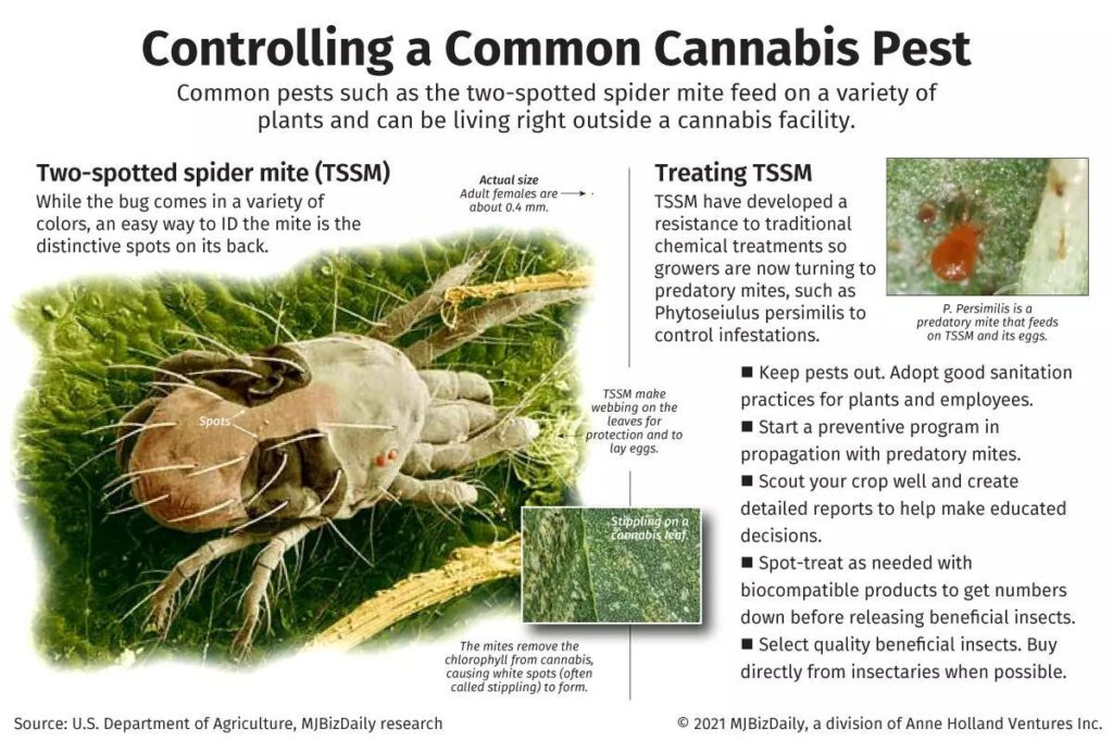 Two-spotted spider mites: How to identify and treat them in your ...