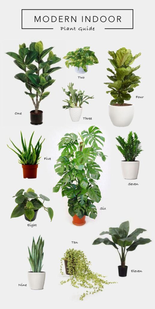 Best Apartment Indoor Plants