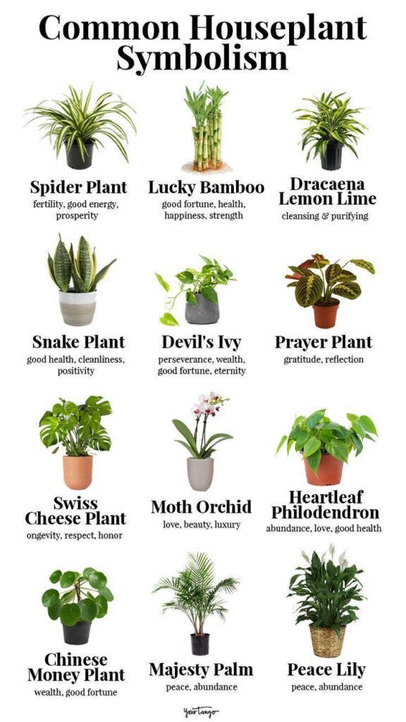 Plant Symbolism & Spiritual Meanings Of The Most Popular Houseplants