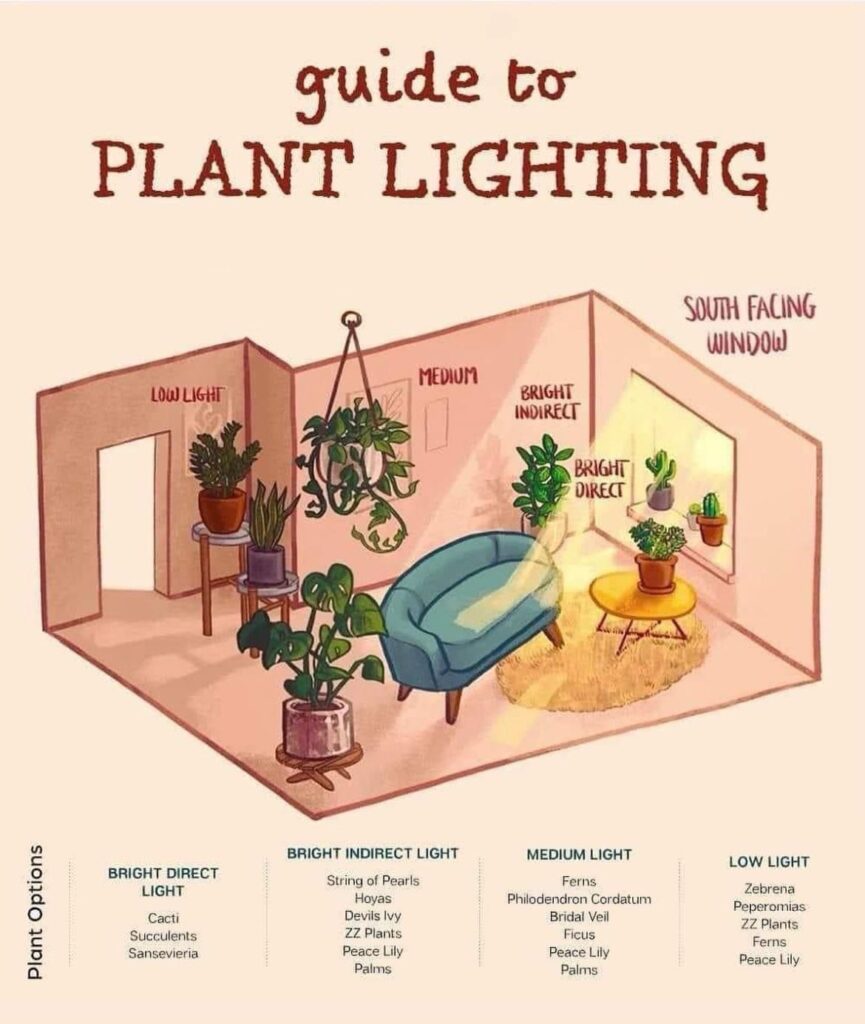 Plant Lighting : Indoor Garden