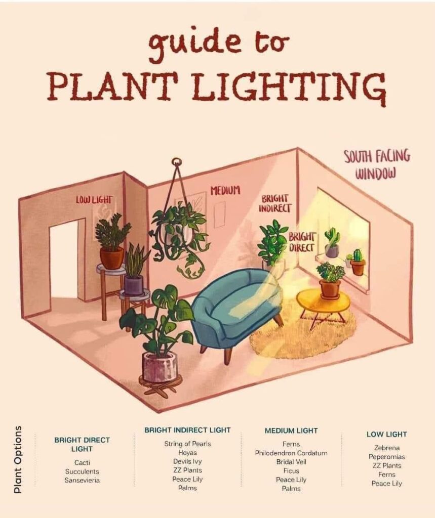 What Does “Bright Indirect Light” Mean To You? :houseplants