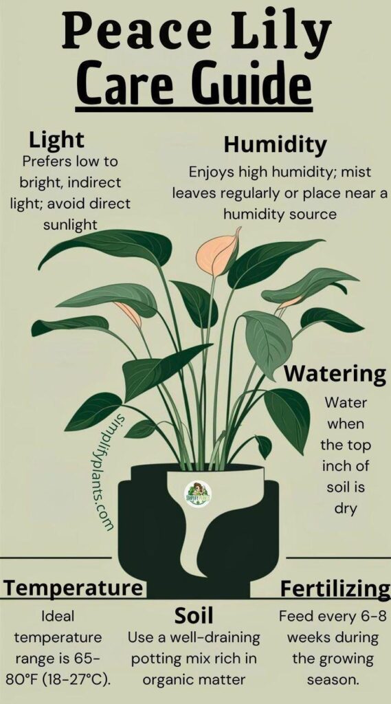 Peace Lily Plant Care Guide