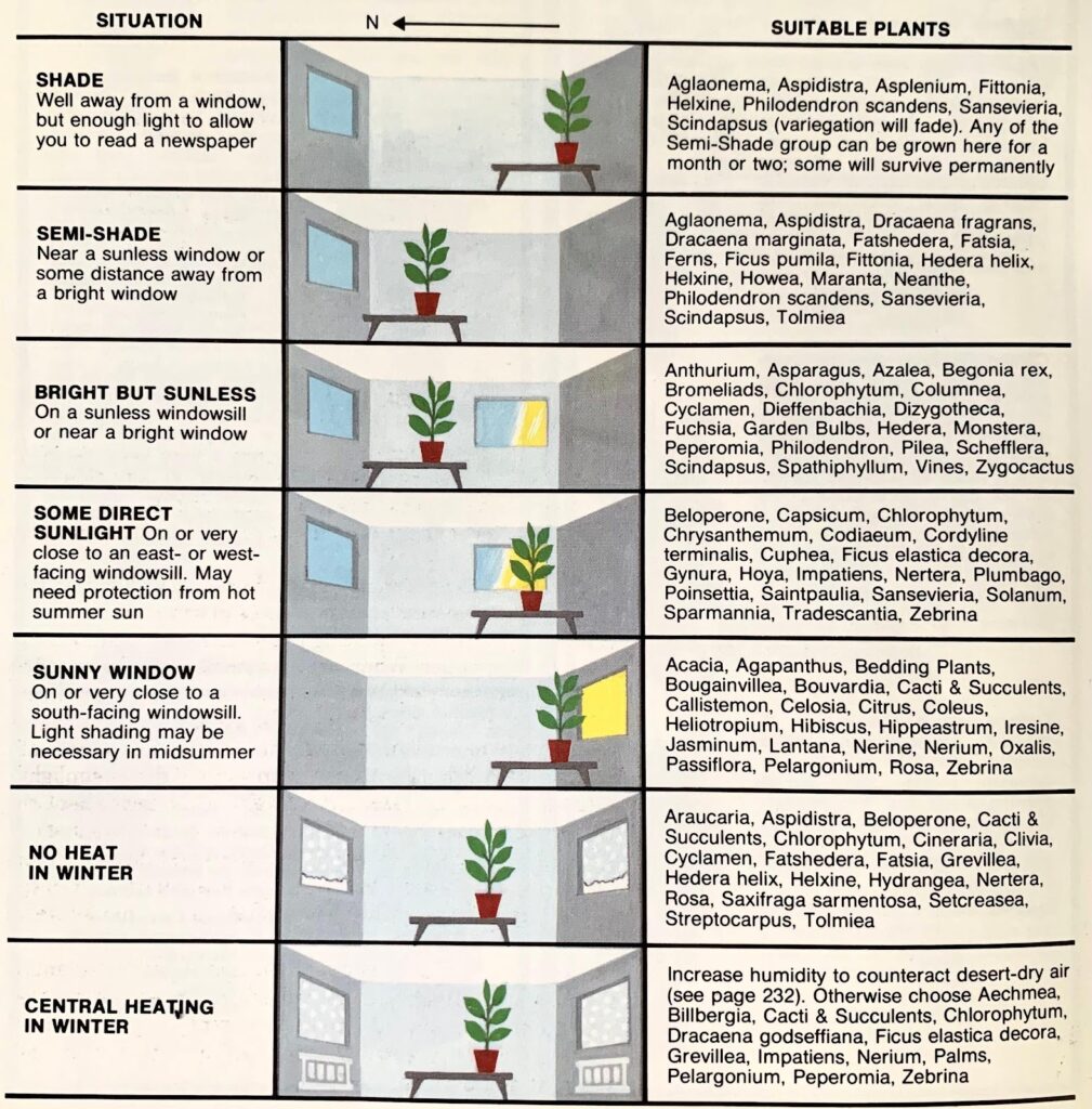 For Houseplants, Light Is a Shady Business