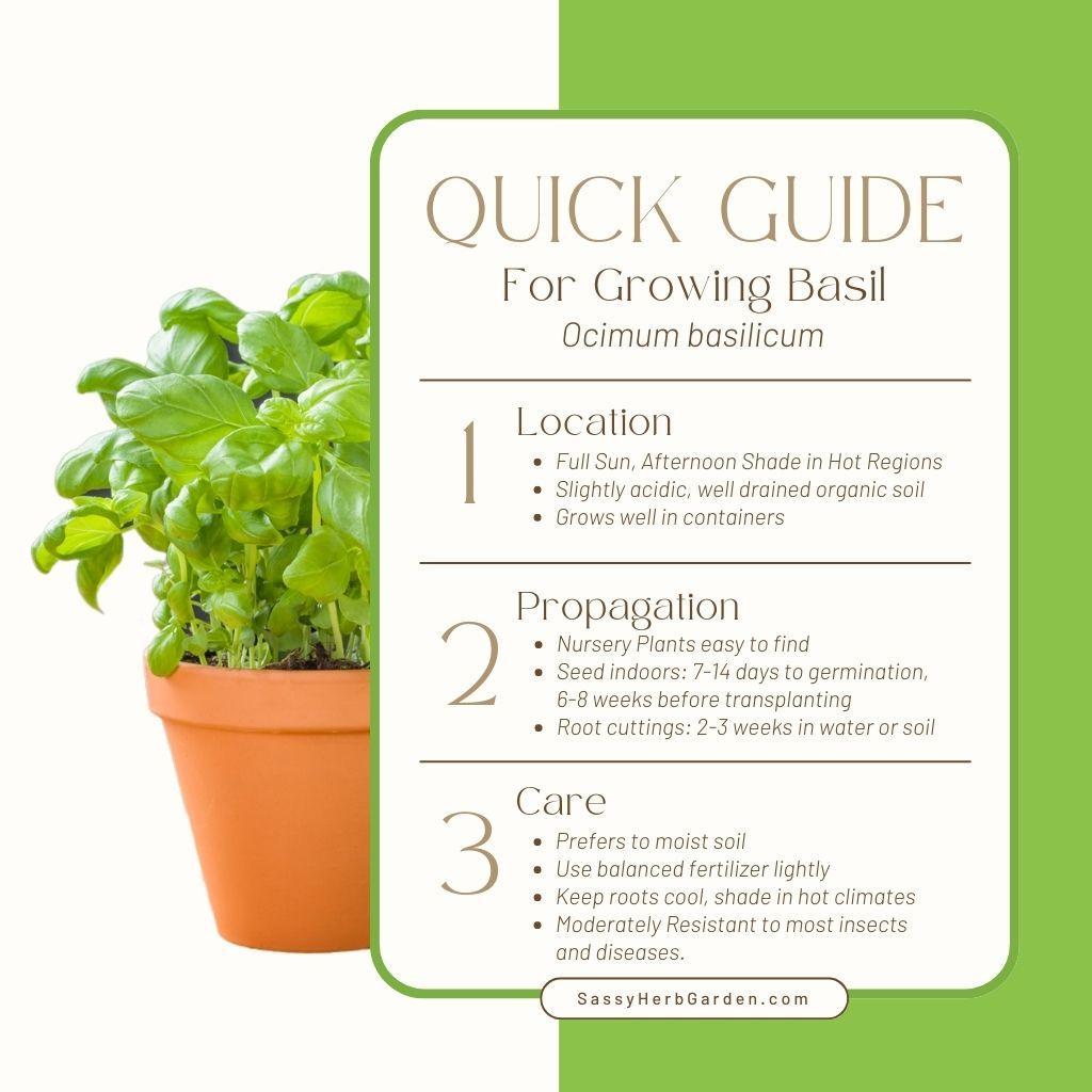 How to Grow Basil: Expert Tips to a Bountiful Harvest