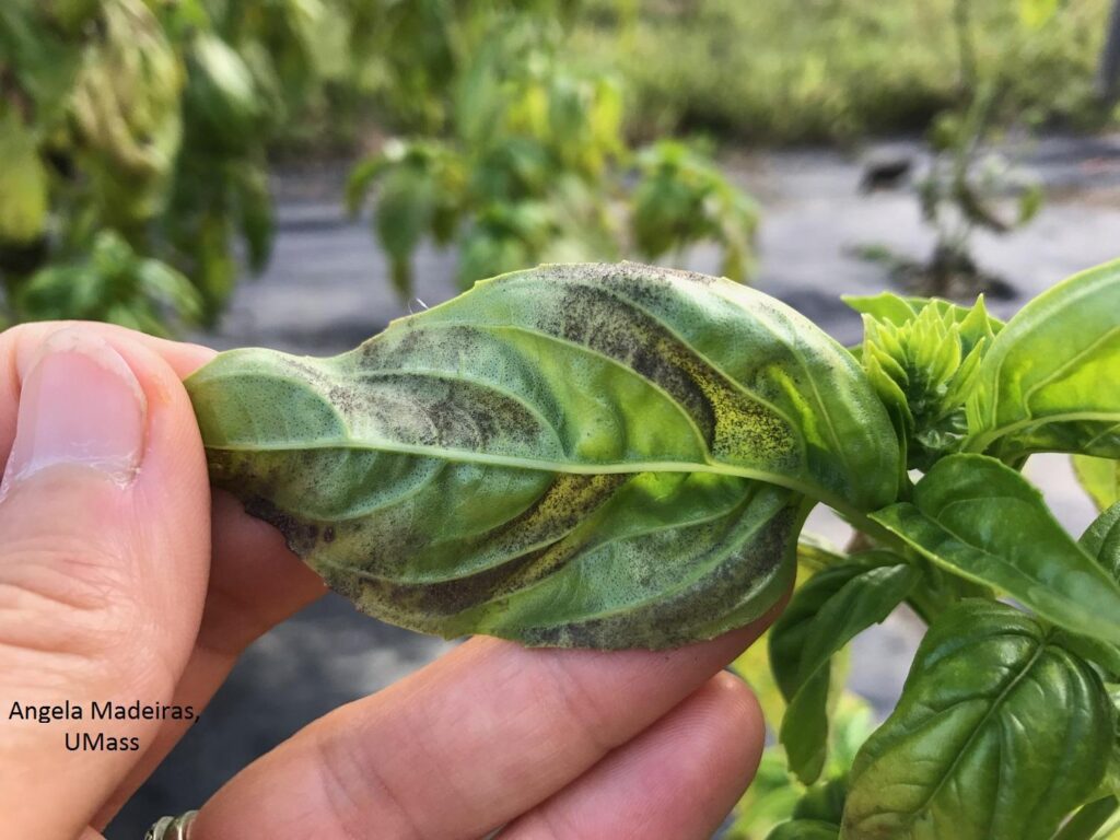 Vegetable: Basil Downy Mildew | Center for Agriculture, Food, and ...