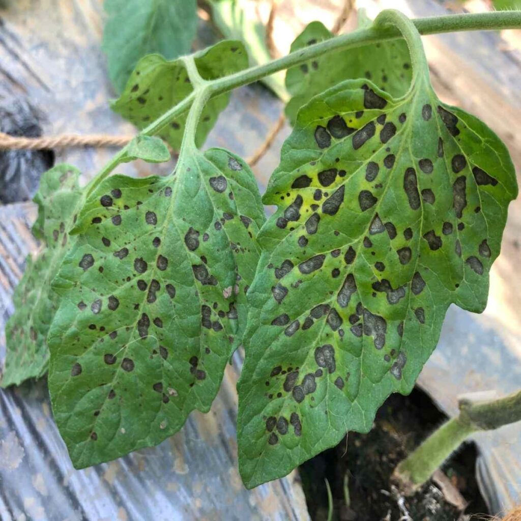 Say Goodbye to Black Spots on Tomato Leaves - Natural Solutions!