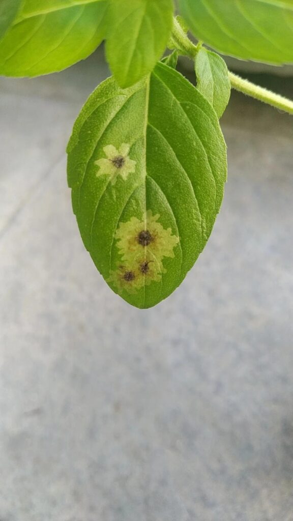 How to Treat Leaf miners Disease on Sweet basil?