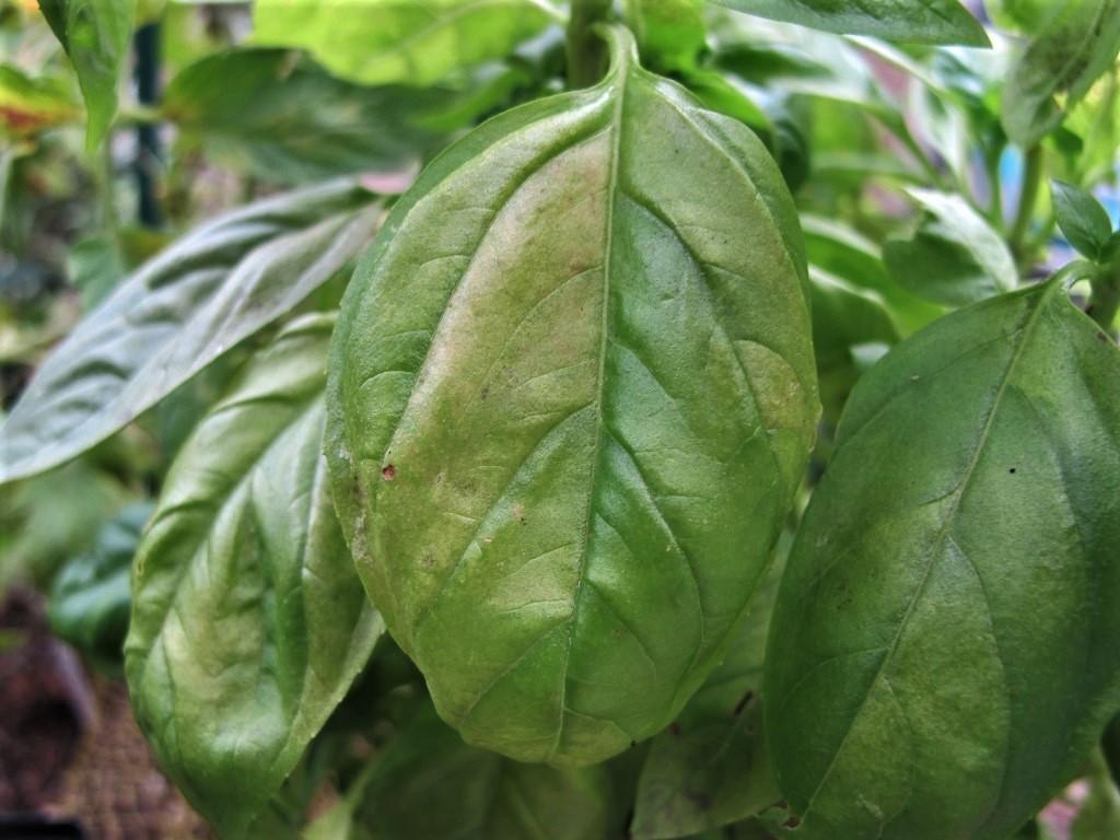 Basil Downy Mildew: You Can Prevent It! » The Farm In My Yard