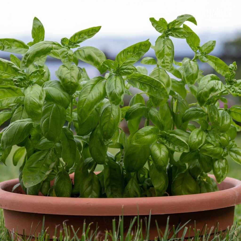 Basil: How to Harvest this Favorite Herb All Summer Long