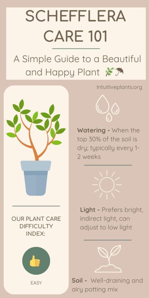  ☂️ Grow a Thriving Umbrella Plant: Quick Indoor Plant Care