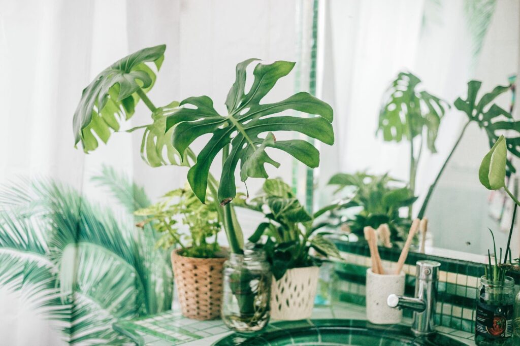 9 Best Houseplants To Help Prevent Mould In Your Bathroom