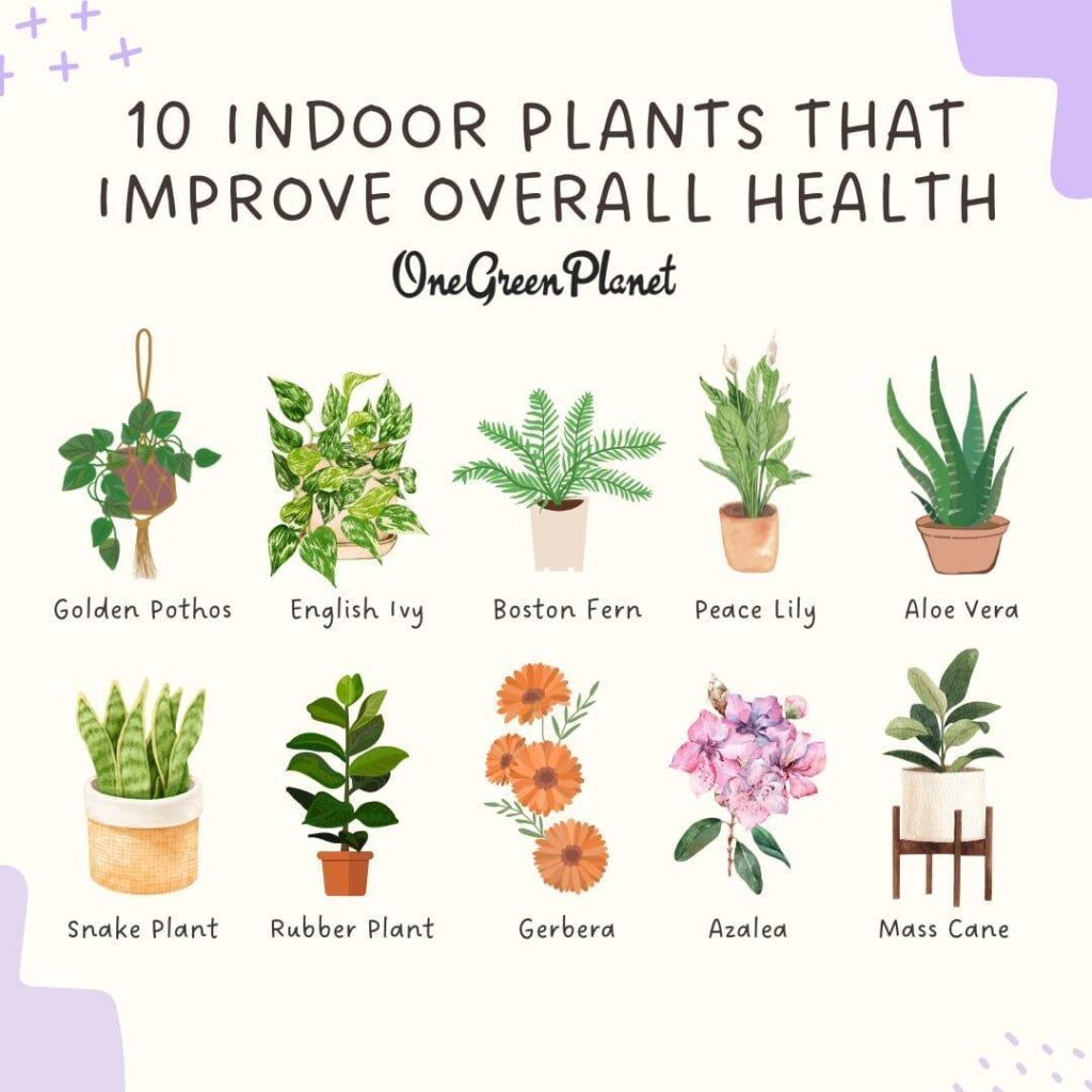 10 Indoor Plants That Improve Overall Health and Wellness